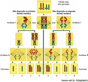 AIO | As Celulas Numeradas De 1 A 4 Da Figura Representam