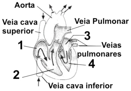 AIO No Esquema De Um Coracao De Humano Apresentado A